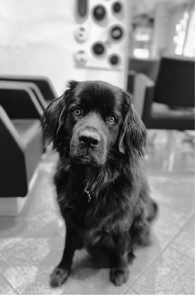 foto Kira, il cane mascotte